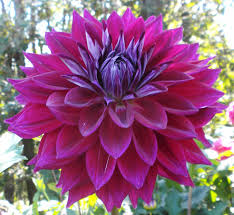 Dahlia - Purple